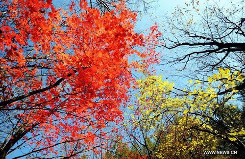 Photo taken on October 14, 2012 shows the maples on Guanmen Mountain in Benxi, Northeast China's Liaoning Province. Photo: Xinhua