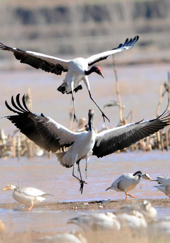 Two black-necked cranes frolic on the Nianhu Lake in Huize County of Qujing City, southwest China's Yunnan Province, December 13, 2012. A good many black-necked cranes chose to spend this winter on the wetlands near the lake thanks to the comfortable environment here. Photo:Xinhua