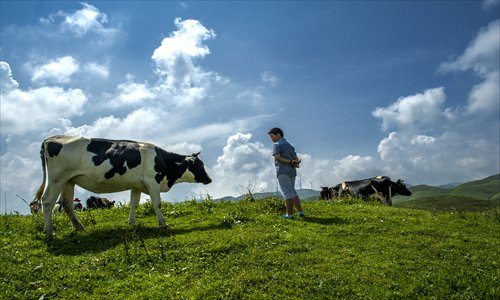 A teenager looks at a cow in a dairy farm in Shaoyang, Central China's Hunan Province. Photo: IC
