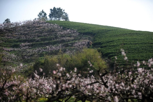 Farmers pick tea leaves at a plantation in Huzhou, east China's Zhejiang Province, March 21, 2013. Tea plantations in Huzhou have entered this year's harvest season of tea. (Xinhua/Huang Zongzhi) Tea plantations in Huzhou enter harvest season