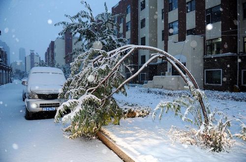 Photo taken on October 22, 2012 shows a snow view in Changchun, capital of Northeast China's Jilin Province, October 22, 2012. Most parts of Jilin witnessed snowfall on Monday. Photo: Xinhua
