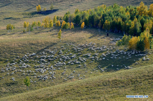 Sheep graze on a pasture in Evenk Autonomous Banner of Hulunbuir city, North China's Inner Mongolia Autonomous Region, September 19, 2012. Photo: Xinhua