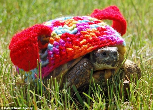 Canadian Katie Bradley has created hand-crocheted tortoise and turtle jumpers to keep pet turtles warm. (Photo Source: huanqiu.com)