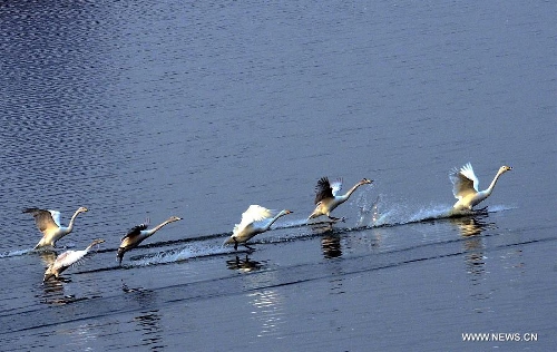 White swans are seen at the Yellow River wetland in Sanmenxia, central China's Henan Province, Jan. 6, 2013. (Xinhua/Wang Song)&nbsp; 