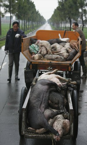Dead pigs are collected in Jiaxing, Zhejiang Province, on Wednesday. More than 7,500 pig carcasses have been pulled from the Huangpu River over the last week. Photo: CFP 
