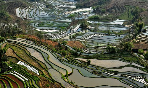 The terraced rice fields in Yuanyang county, Yunnan Province, on February 15. Photo: IC
