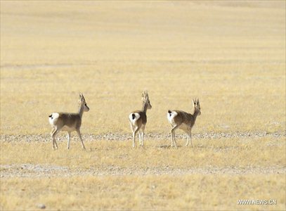 Photo taken on October 20, 2012 shows Mongolian gazelles on Qiangtang Grassland in Southwest China's Tibet Autonomous Region. Qiangtang Nature Reserve covers an area of more than 200,000 sq km in northern Tibet. The reserve is home to over 400 kinds of wild animals. (Xinhua/Liu Kun)