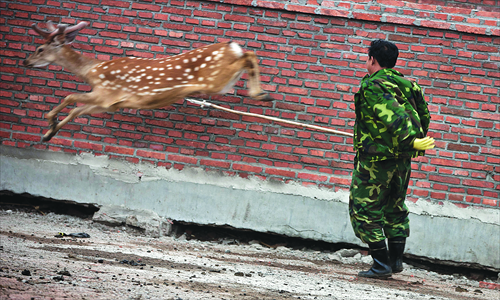 Liu Guijun, from Dongfeng county, Liaoning Province, tries to tranquilize a deer with a spear tipped with an anesthetic needle on July 28. Photo: CFP