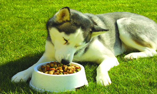 This husky may prefer to be a herbivore. Photo: CFP