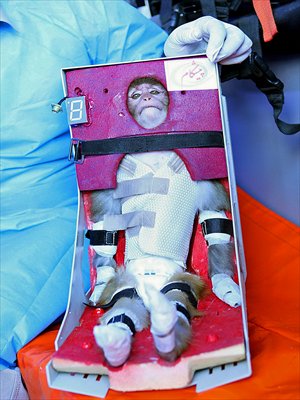 An Iranian scientist holds a live monkey strapped into a chair at an unknown location on Monday, which Iranian news agencies said returned alive after it traveled in a capsule to an altitude of 120 kilometers for a sub-orbital flight. Photo: AFP