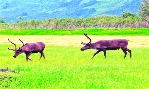 Caribou step across the grass surrounded by Alaska's great wilderness. Photo: Courtesy of Jennifer 