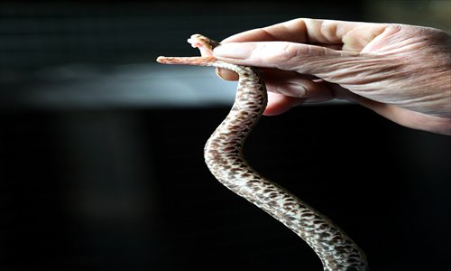 A villager extracts snake venom. Photo: GT/Yang Hui