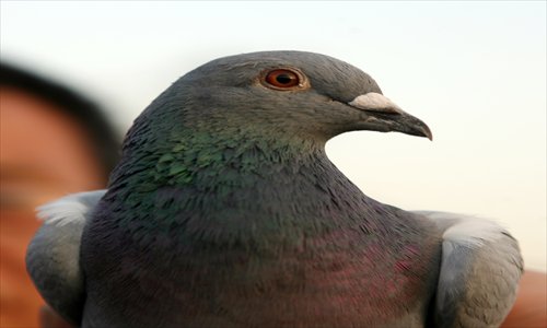 Pigeon racing rules the roost in China among bird sports, with one enthusiast even spending $200,000 to buy a prized pigeon. Photos: CFP 2