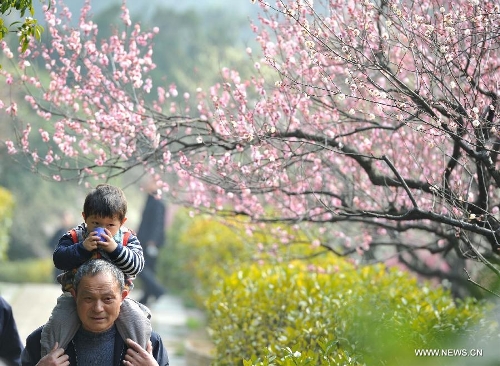 Photo taken on Feb. 27, 2013 shows people enjoy the scenery of plum blossoms at the 