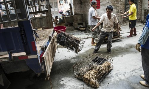 Workers unload dogs from a truck at Binjiang Road in Yulin. The dogs will be butchered before being sent to restaurants. Photo: Li Hao/GT