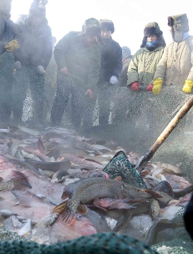 Fishermen harvest fish after ice fishing in the Ulunggur Lake in Fuhai County, northwest China's Xinjiang Uygur Autonomous Region, Jan. 12, 2013. The eighth Ulunggur Lake winter fishing festival kicked off in Fuhai on Saturday. (Xinhua/Sadat) 