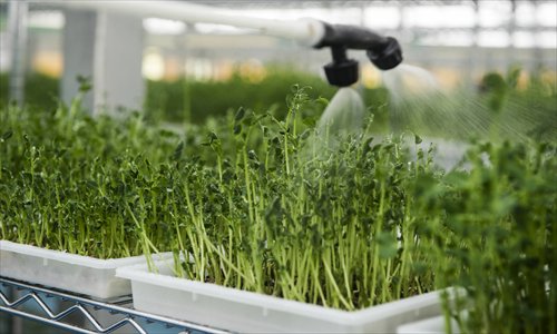 Artificial rain.Photo: Li Hao/GT