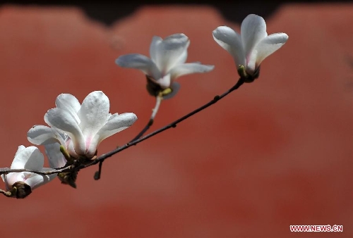 Magnolia flowers blossom near the Tian'anmen Rostrum in Beijing, capital of China, April 8, 2013. (Xinhua/Chen Yehua) 
