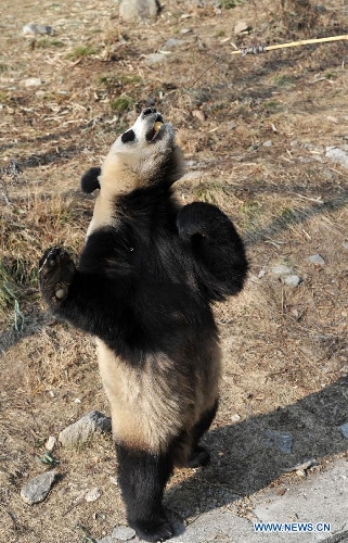 Three-year-old female Giant Panda 