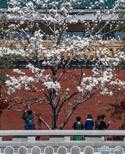 Pedestrians take photos of Magnolia flowers in full blossom in Chang'an Avenue in Beijing, capital of China, April 6, 2013. (Xinhua/Luo Xiaoguang) 