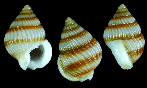 These sea snails have been known to contain poison. 