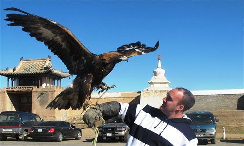 A golden eagle spreads its wings atop the author's outstretched arm. Photo: Chris Dalby/GT