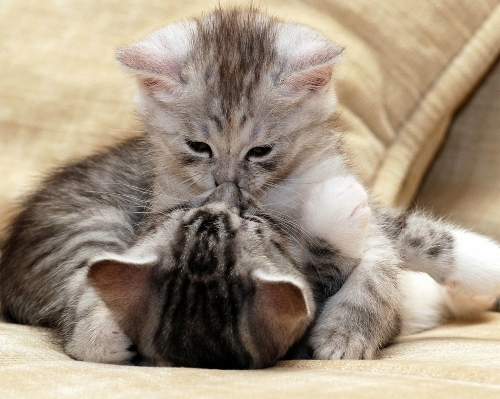 (Source: huanqiu.com)