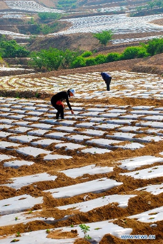 Farmers take care of peanut seedlings covered with mulches in the field in Yangzhuang Village of Zaozhuang City, east China's Shandong Province, May 5, 2013. Farmers in central and eastern China are busy with planting crops as the summer approaches. (Xinhua/Liu Mingxiang)