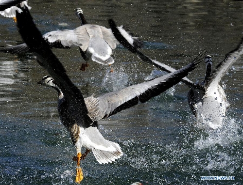 Bar-headed geese frolic on a lake in the Longwangtan Park in Lhasa, capital of southwest China's Tibet Autonomous Region, March 6, 2013. Thanks to the efforts by Lhasa citizens to protect wild birds, the number of bar-headed geese in the city has been rising. (Xinhua/Chogo)