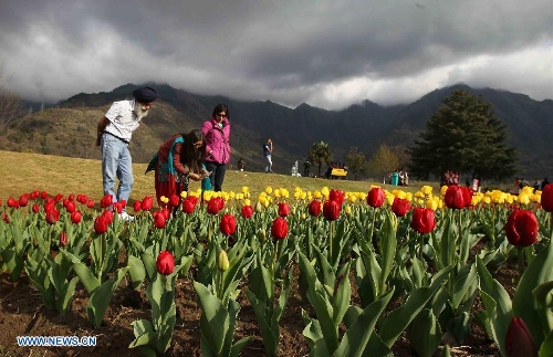 A tourist takes photographs of tulips in a tulip garden in Srinagar, summer capital of Indian-controlled Kashmir, April 3, 2013. The Tulip Garden in Indian-controlled Kashmir has become the prime attraction for visiting foreign and domestic tourists, officials said. (Xinhua/Javed Dar) 