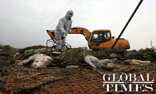 An employee from the Shanghai Agriculture Committee looks for identification tags attached to pig carcasses on March 13. Photo: Cai Xianmin/GT