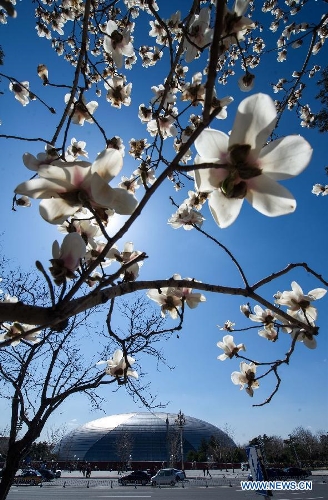 Photo taken on April 6, 2013 shows Magnolia flowers in full blossom in Beijing, capital of China. (Xinhua/Luo Xiaoguang) 