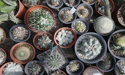 There is a booming interest in growing succulents among Shanghai's amateur gardeners. Photos: Cai Xianmin/GT