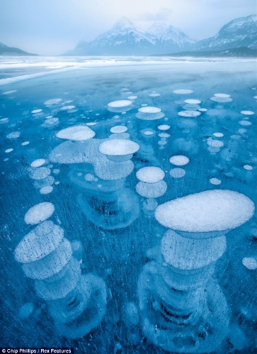 These stunning images show hundreds of frozen bubbles trapped below Canada's Abraham Lake. Located at the foot of the Rocky Mountains, the rare phenomenon occurs each winter in the man-made lake.&nbsp; (Source: chinanews.com)