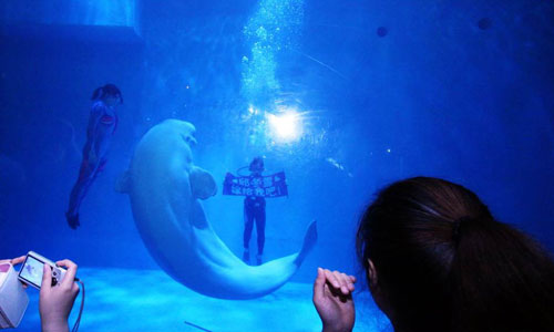 Audience witnesses a romantic marriage proposal underwater in an aquarium in Dalian on May 27, 2012. A young Man expands a large banner reading 