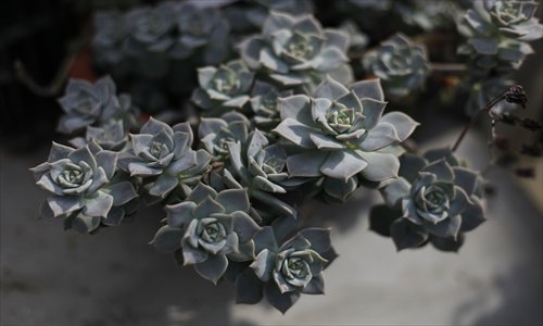 There is a booming interest in growing succulents among Shanghai's amateur gardeners. Photos: Cai Xianmin/GT