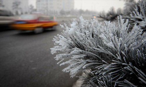 Vehicles run past a pine tree coated with rime in Changchun of northeast China's Jilin Province, January 19, 2012. Rime scenery appeared in Changchun on Thursday due to heavy fog. (Xinhua/Zhang Nan)