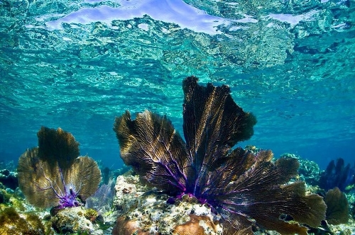 (Source: huanqiu.com)