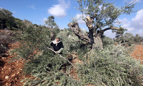 A Palestinian farmer from Qaryut village inspects the remains of her olive trees on Tuesday, after they were uprooted overnight, near the northern West Bank city of Nablus, in an attack blamed on Jewish settlers from the neighboring settlement of Eli. Photo: AFP