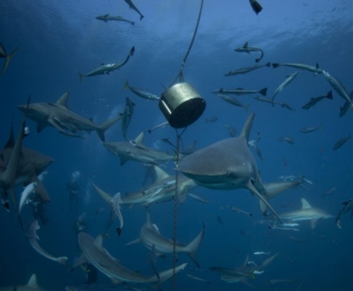 Photographer Rainer Schimpf caught the breathtaking moment when a diver gets&nbsp;trapped during the shark feeding frenzy. (Source: huanqiu.com)