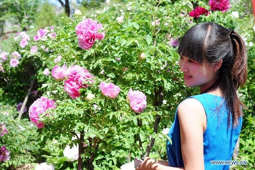 A visitor poses for photo with peony flowers in Caojiaping Village of Lintao County, northwest China's Gansu Province, May 11, 2013. The blooming peony flowers attracted lots of tourists to visit. (Xinhua/Nie Jianjiang) 