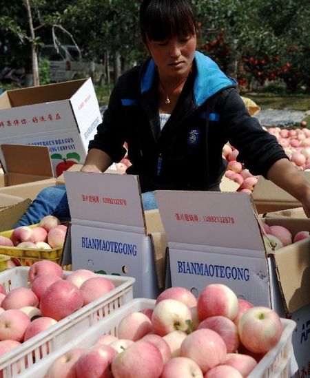 A fruit grower packs apples in an orchard in Dongjing Village, Yongxiang Township of Luochuan County, Northwest China's Shaanxi Province, September 23, 2012. The apple-planting area in Luochuan covers 500,000 mu (about 33.333 heactares), which could yield to an estimated yearly production of 700,000 tonnes. Photo: Xinhua