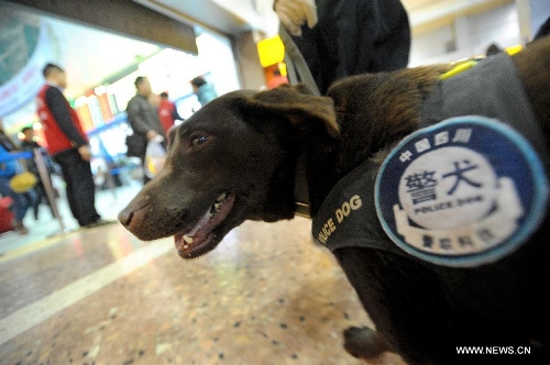 Police dog Dongdong patrols at Chengdu Railway Station in Chengdu, capital of southwest China's Sichuan Province, Feb. 20, 2013. It is the first time for the 4-year-old female Labrador to be on duty during the Chinese New Year holidays here and she was responsible for sniffing out explosive devices and materials. (Xinhua/Xue Yubin)  