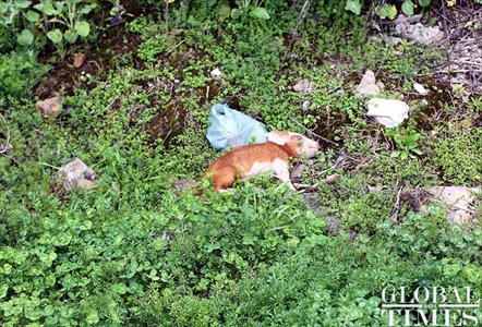 Pig carcasses are found randomly dumped into bushes along the roadside. Photo: Yang Hui / GT