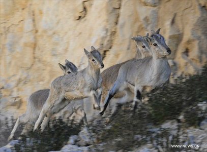 Photo taken on October 20, 2012 shows some bharals, or blue sheep, on Qiangtang Grassland in Southwest China's Tibet Autonomous Region. Qiangtang Nature Reserve covers an area of more than 200,000 sq km in northern Tibet. The reserve is home to over 400 kinds of wild animals. (Xinhua/Liu Kun)