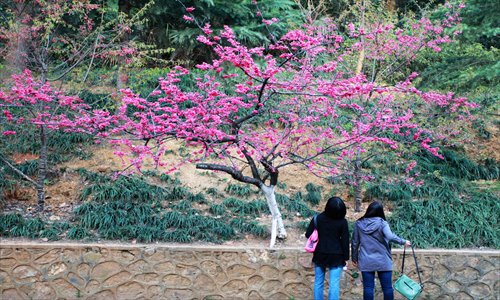 Students enjoy the beautiful cherry blossoms, which came earlier than usual this year, on the campus of Wuhan University, Hubei Province, Tuesday. Cherry blossoms are an annually celebrated feature on the campus grounds, attracting thousands of tourists every year. Photo: CFP