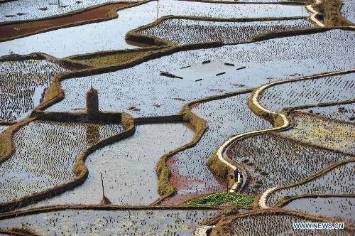 Photo taken on Feb. 3, 2013 shows the scenery of terraced fields in Kaili City of Qiandongnan Miao and Dong Autonomous Prefecture, southwest China's Guizhou Province. (Xinhua/Lai Xinlin) 