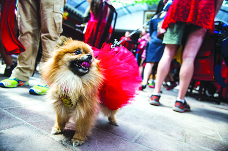Pets joined the group, also dressed in their finest red frocks. Photo: Li Hao/GT