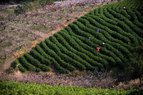 Farmers pick tea leaves at a plantation in Huzhou, east China's Zhejiang Province, March 21, 2013. Tea plantations in Huzhou have entered this year's harvest season of tea. (Xinhua/Huang Zongzhi) 