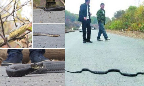 snakes